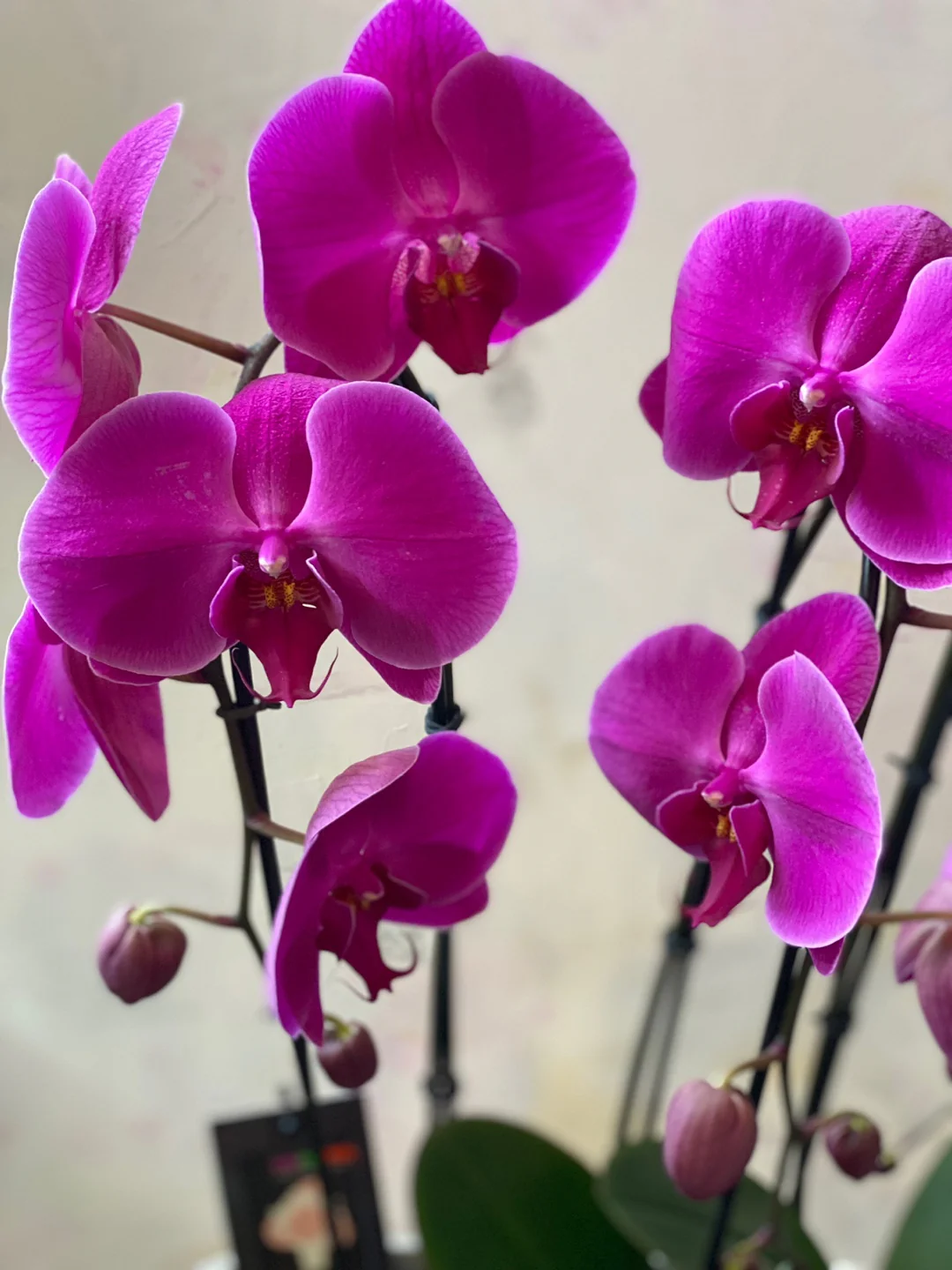 Orchids in a Boat - Image 3