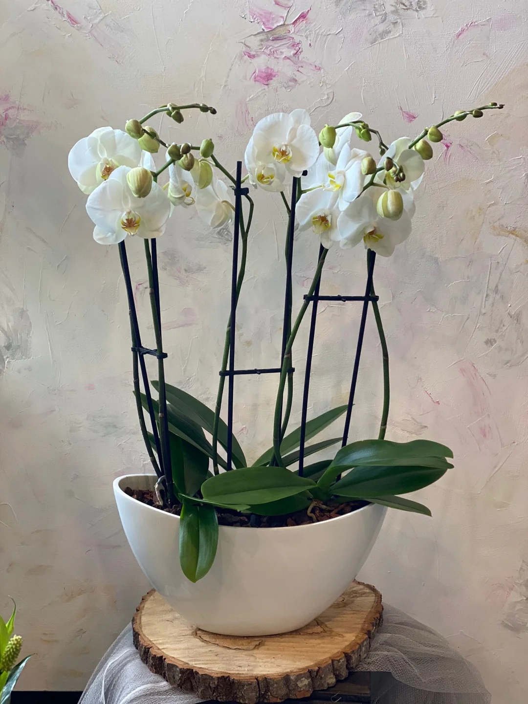 Orchids in a Boat - Image 4