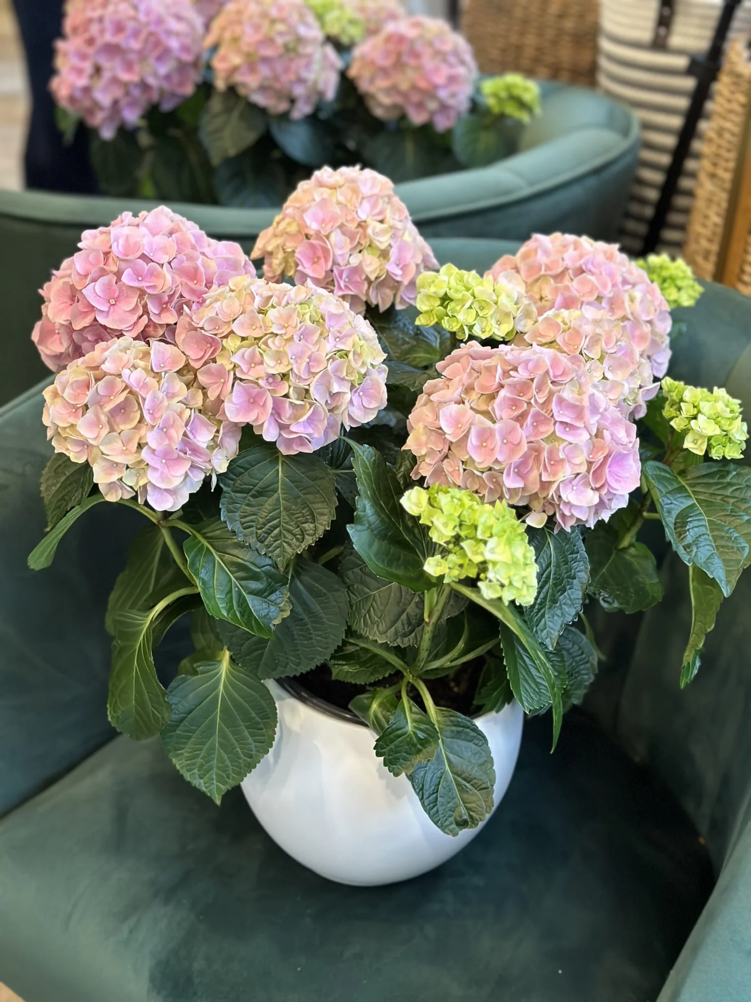 Hydrangea Flowers Pot - Image 3