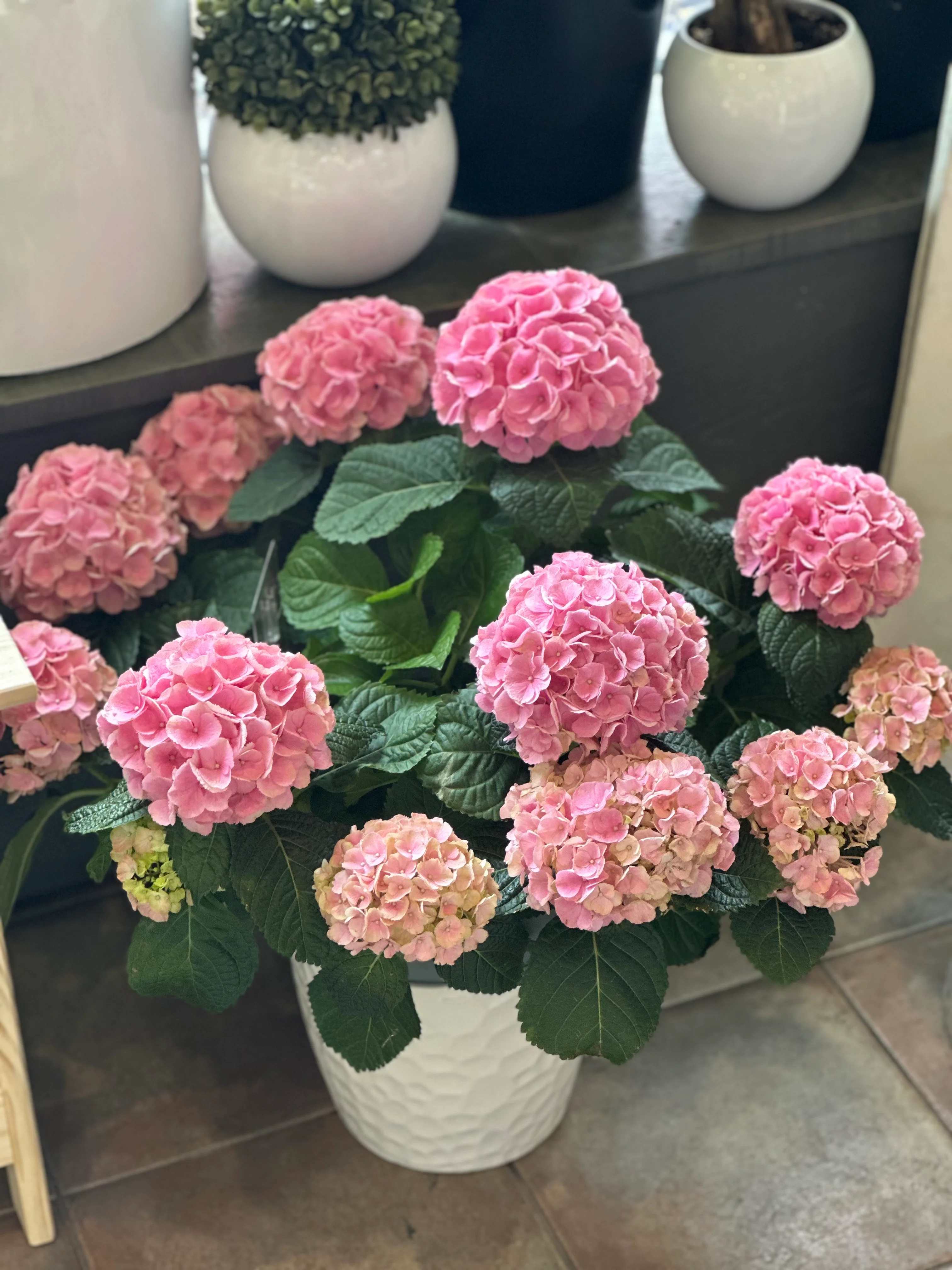 Hydrangea Flowers Pot - Image 4