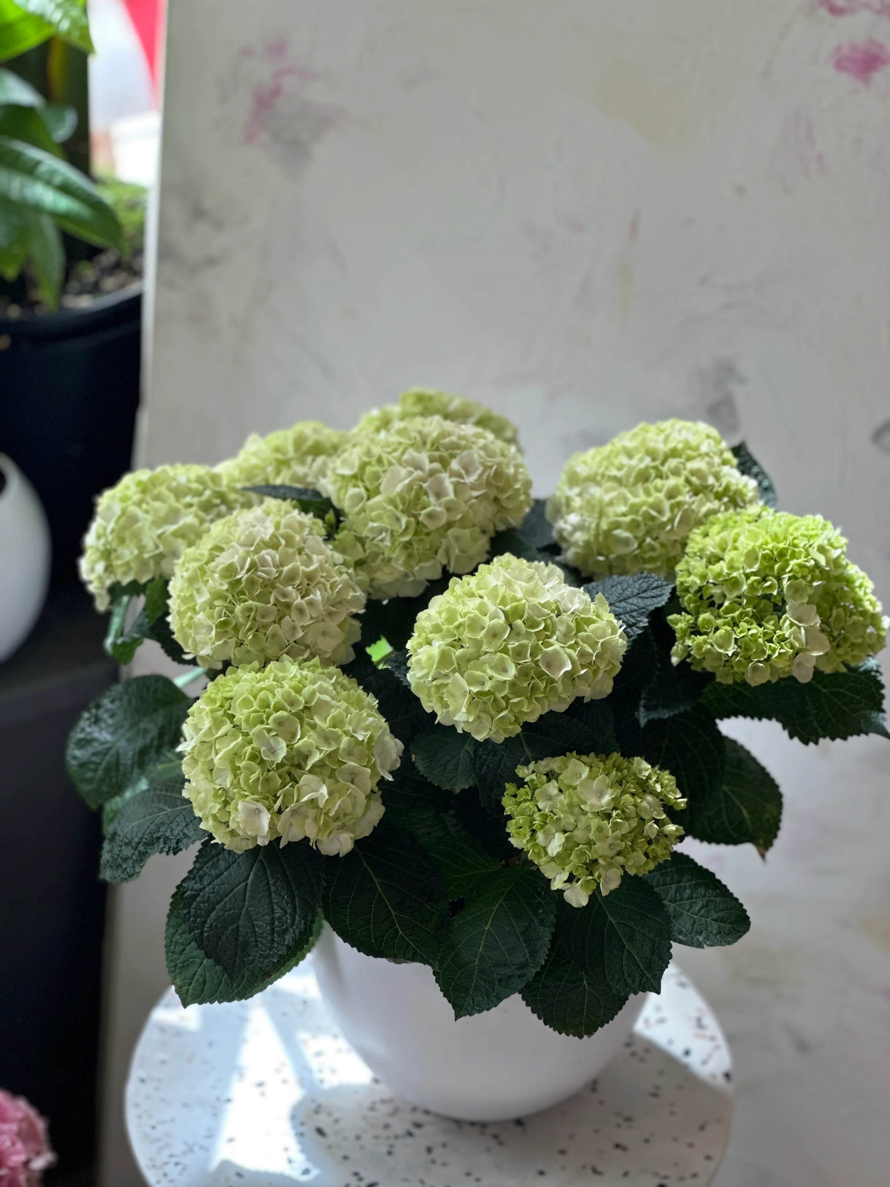 Hydrangea Flowers Pot - Image 5