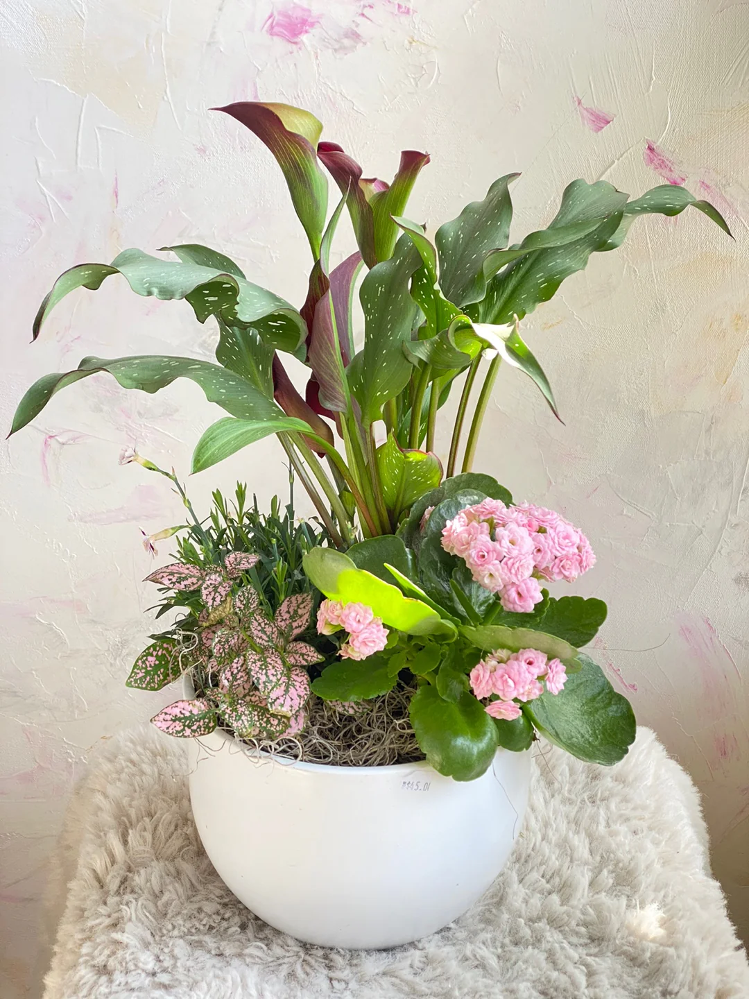 Mix Indoor Plant - Image 3