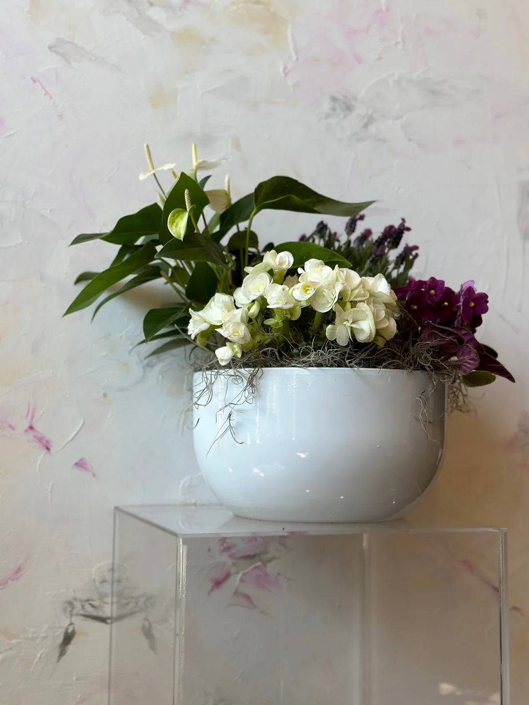 Mix Indoor Plant - Image 4