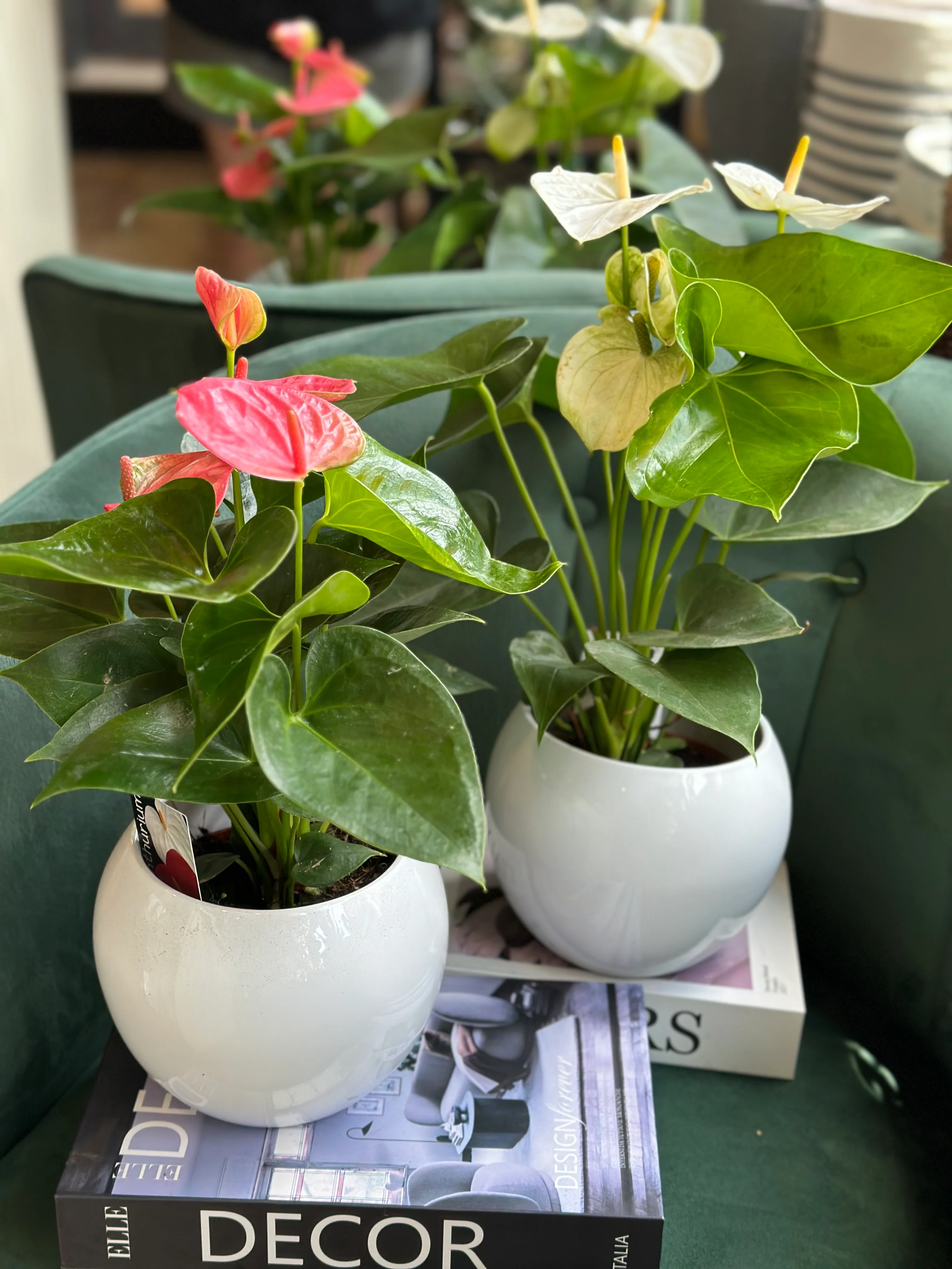 Anthurium Pot - Image 4