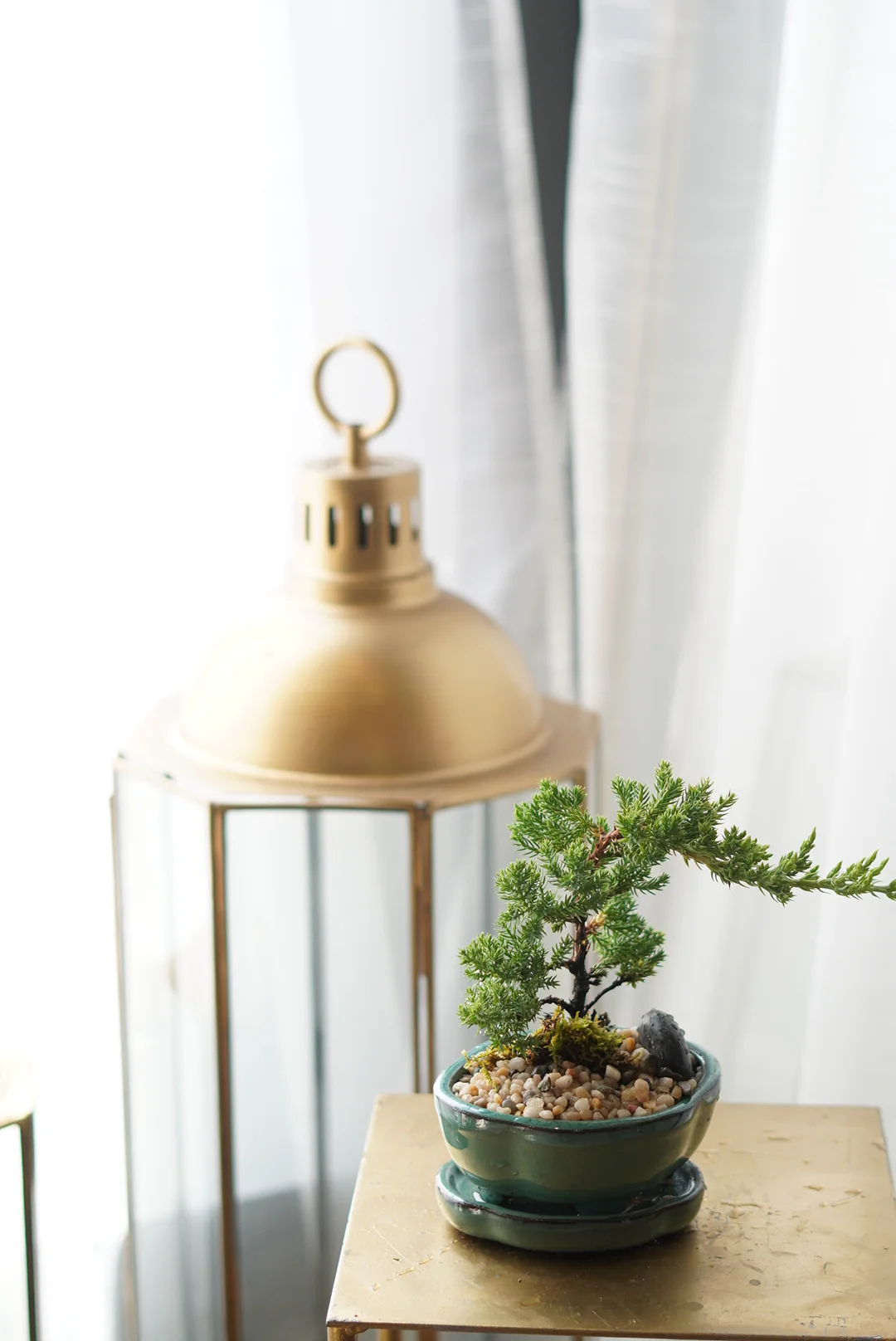 Mini Bonsai - Image 3