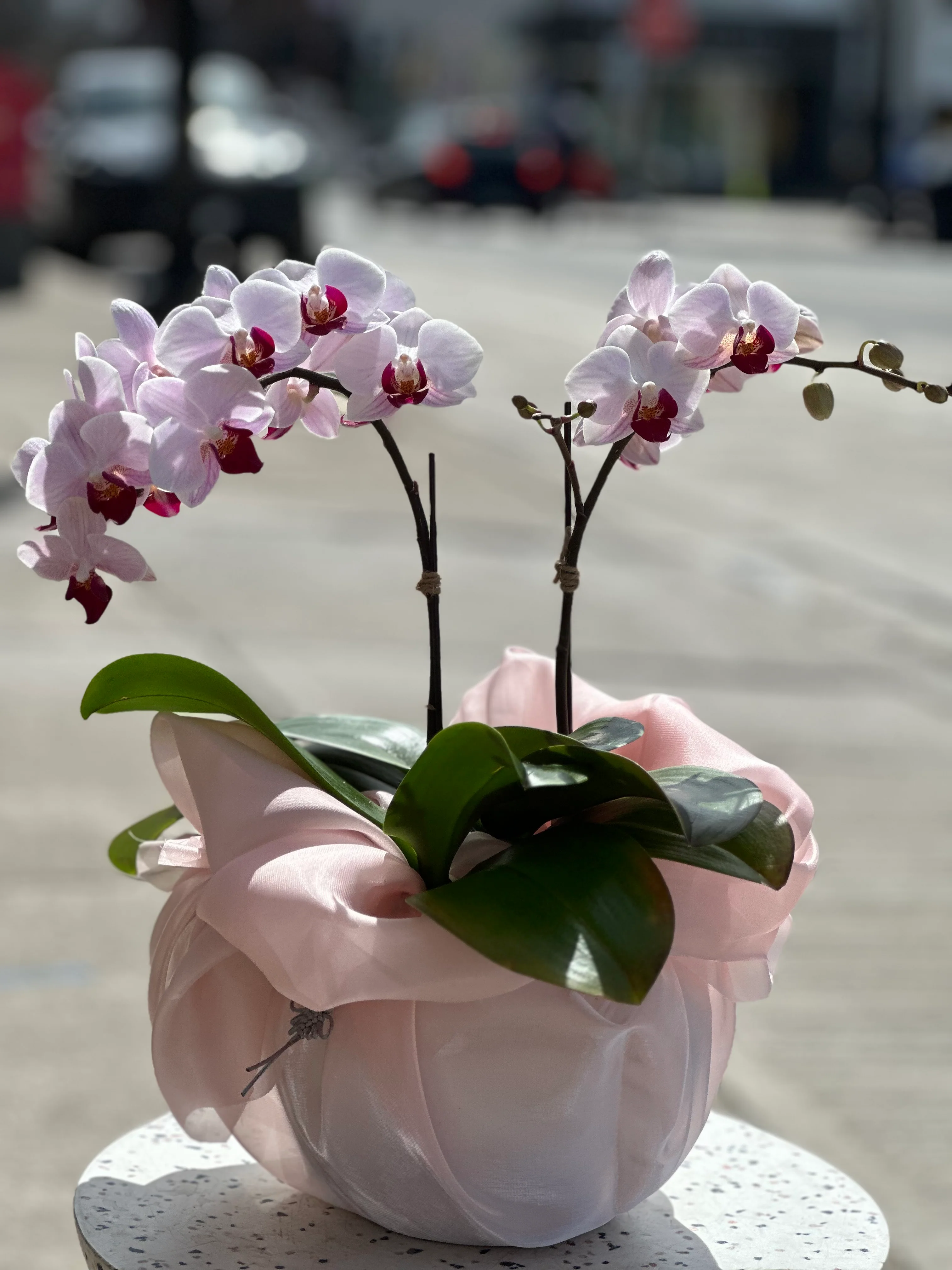 Mini Sakura Orchid - Image 4