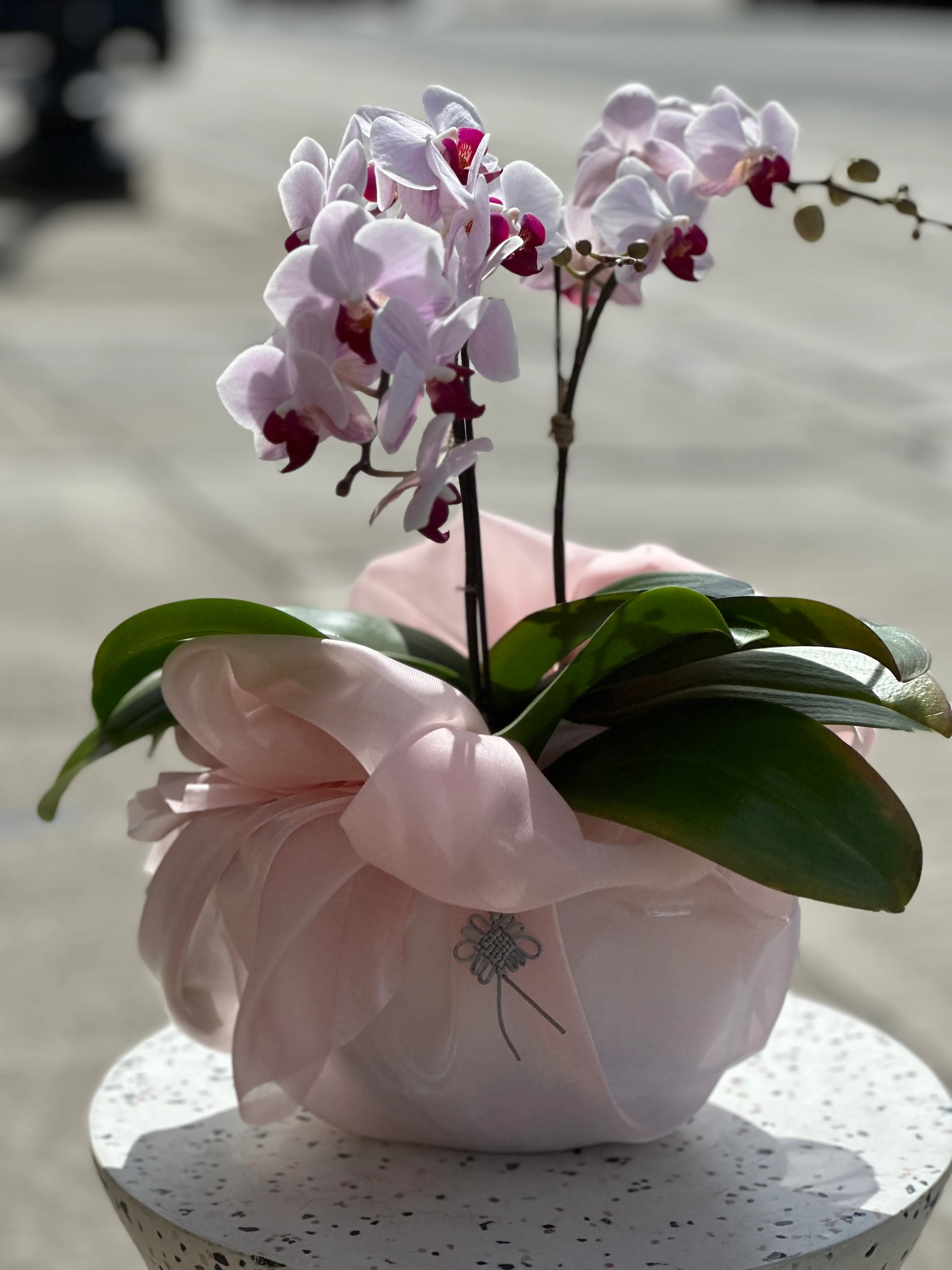 Mini Sakura Orchid - Image 5