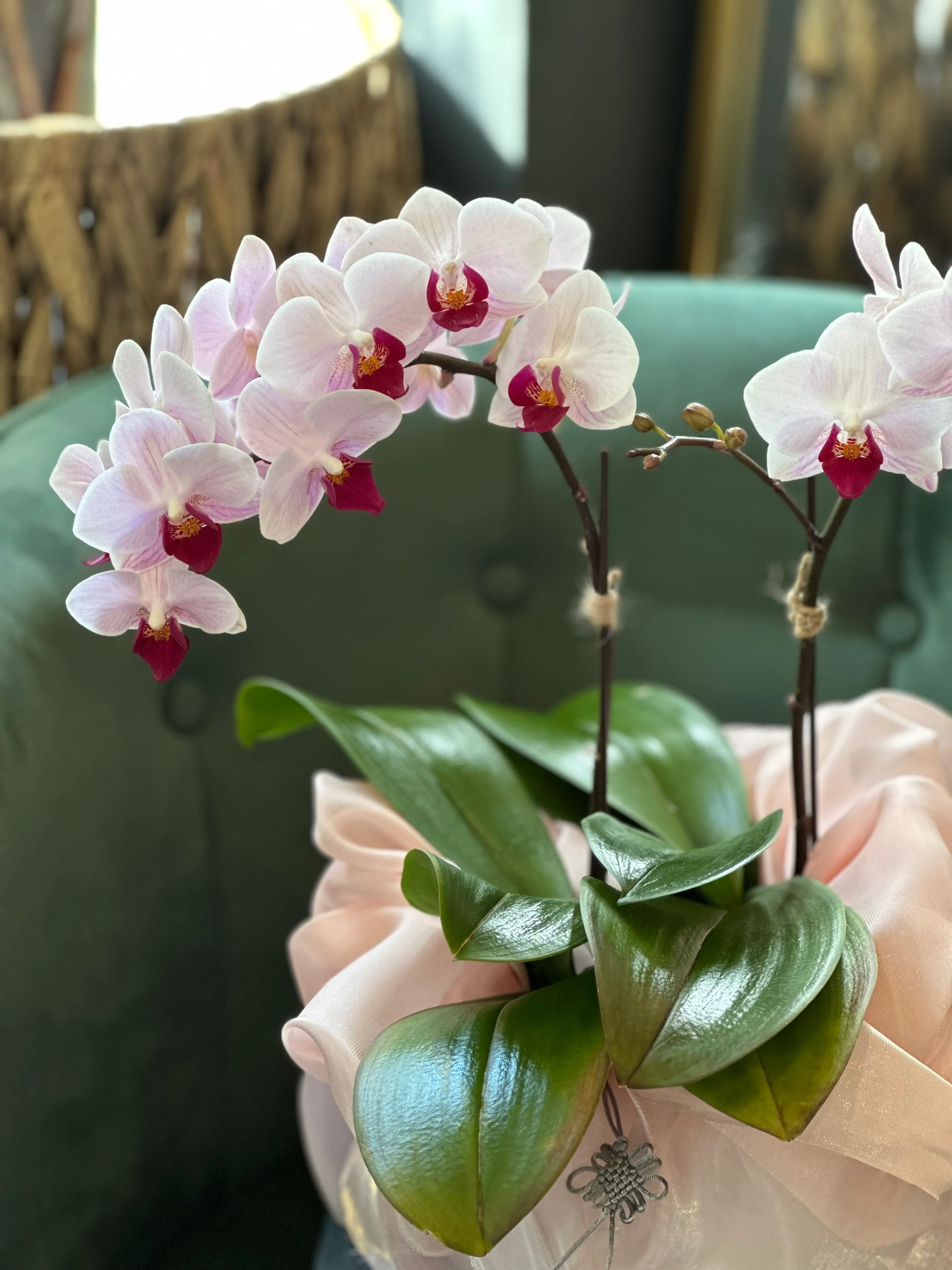 Mini Sakura Orchid - Image 6