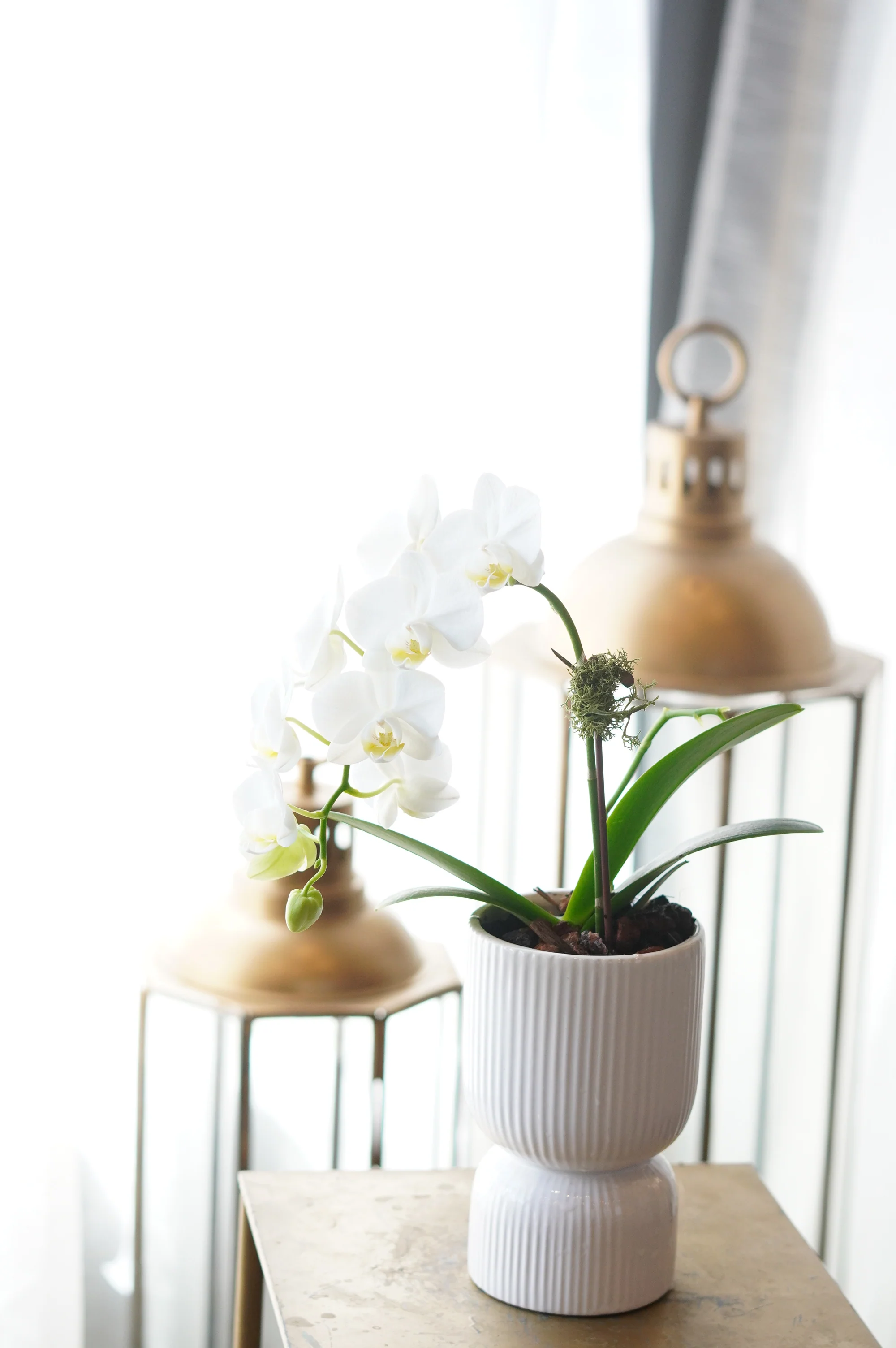 Single Mini Orchid - Image 4