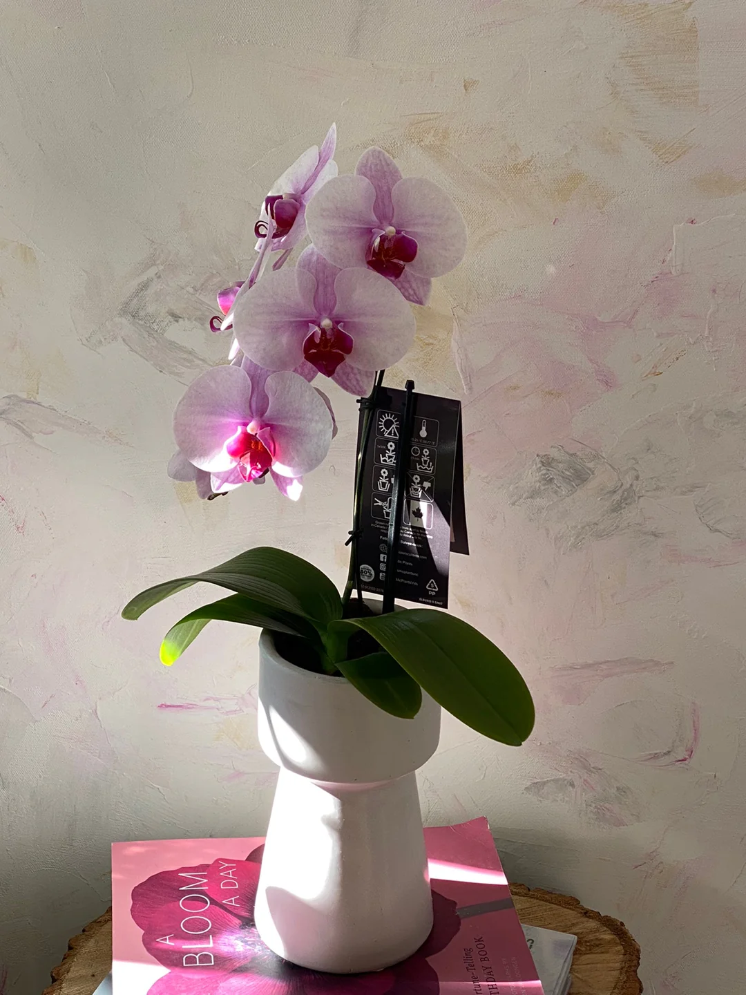 Single Mini Orchid - Image 5