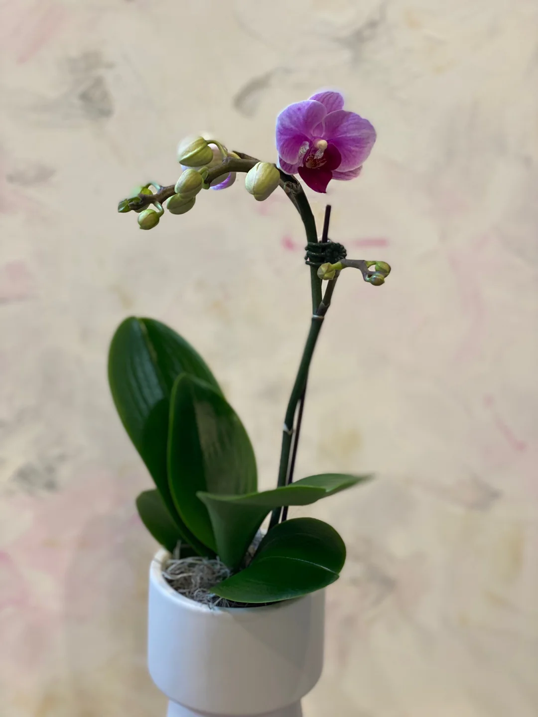 Single Mini Orchid - Image 6