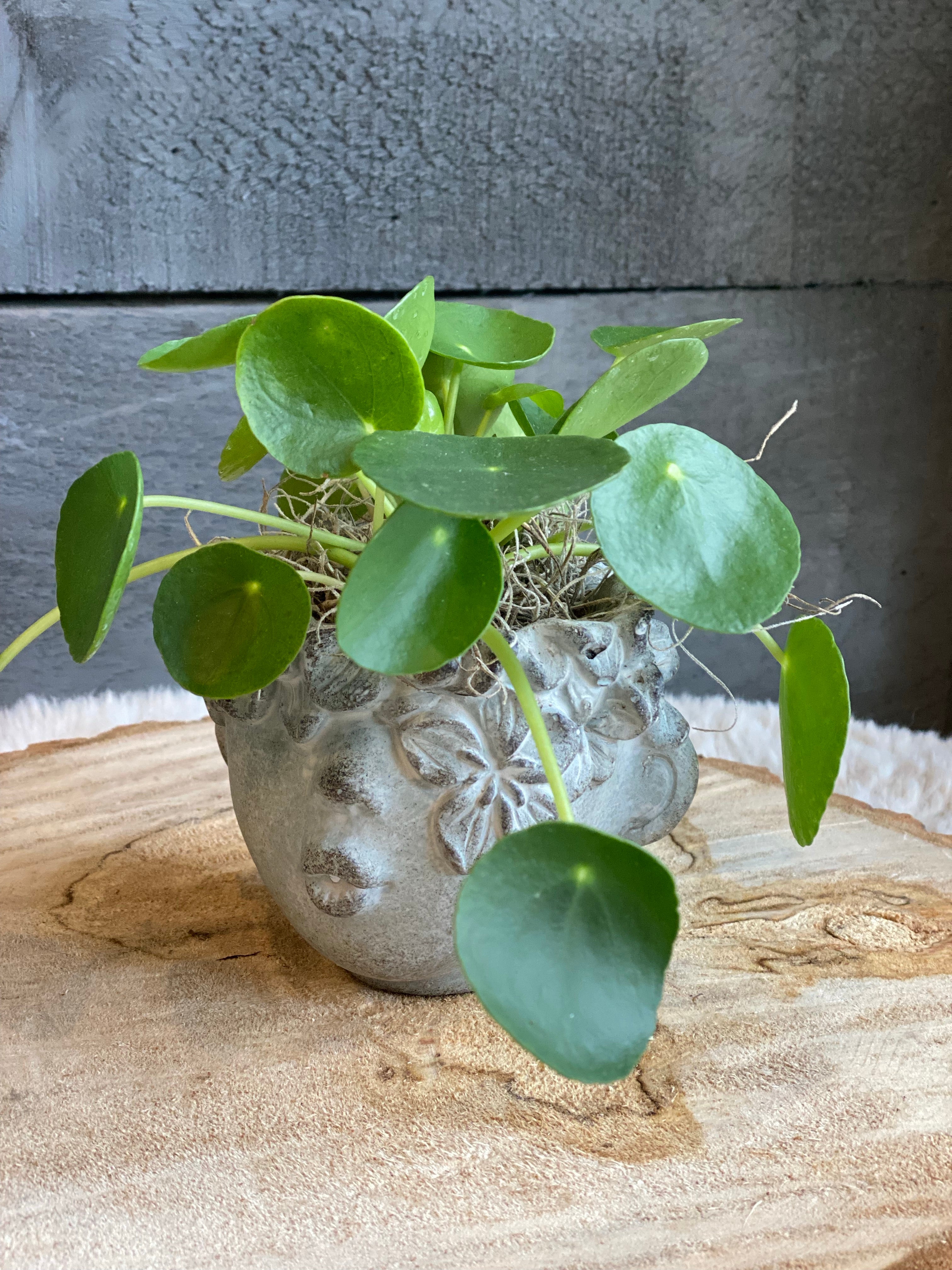 Pilea in a Pot - Image 3