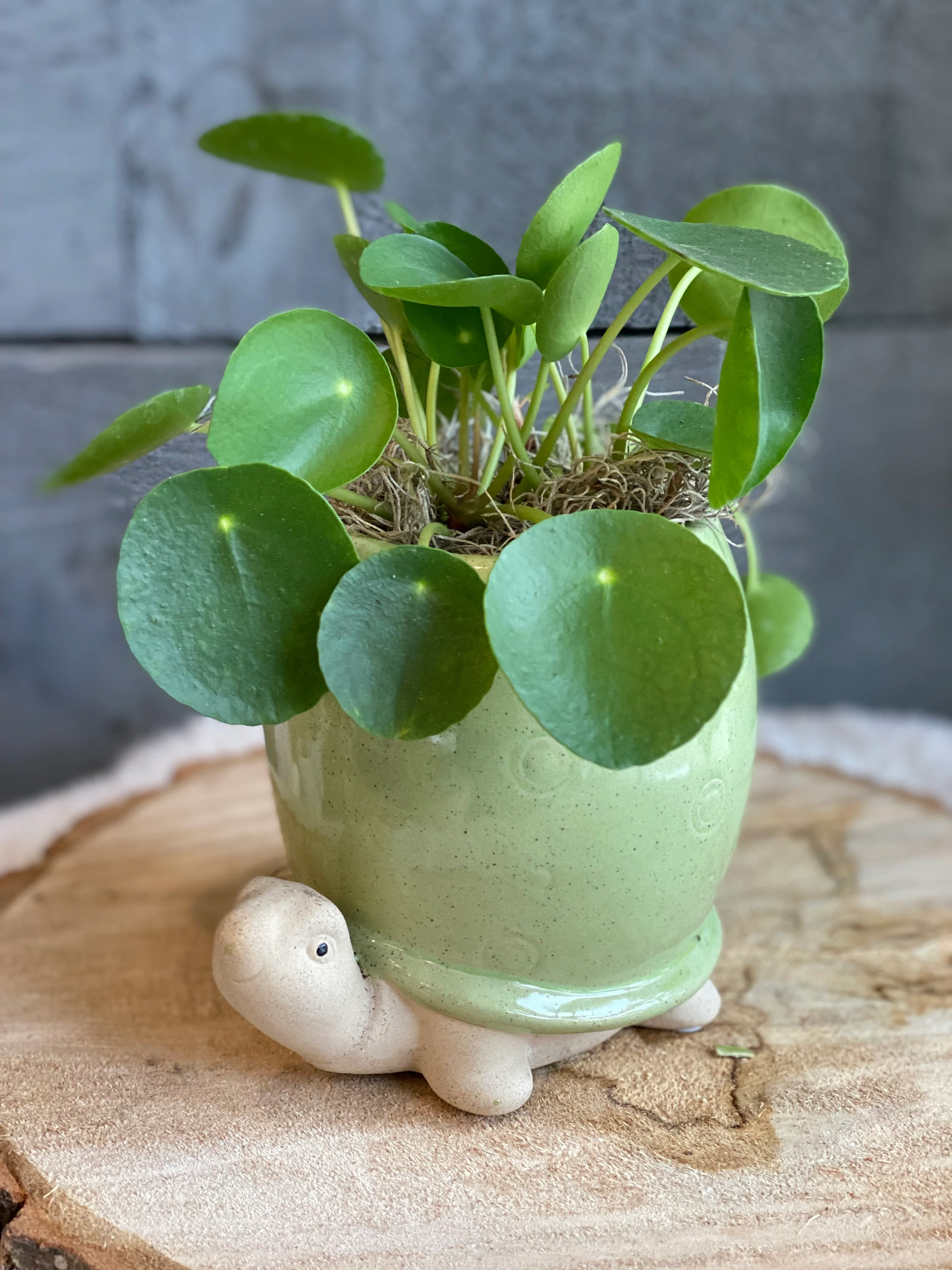 Pilea in a Pot - Image 4