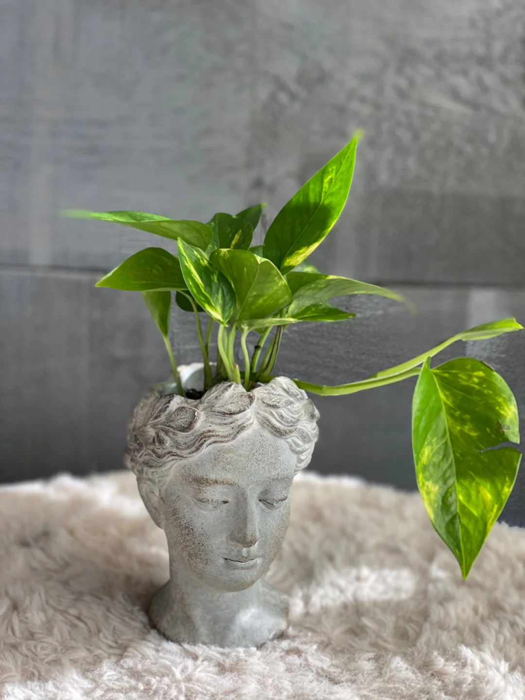 Queen's Head - Image 5