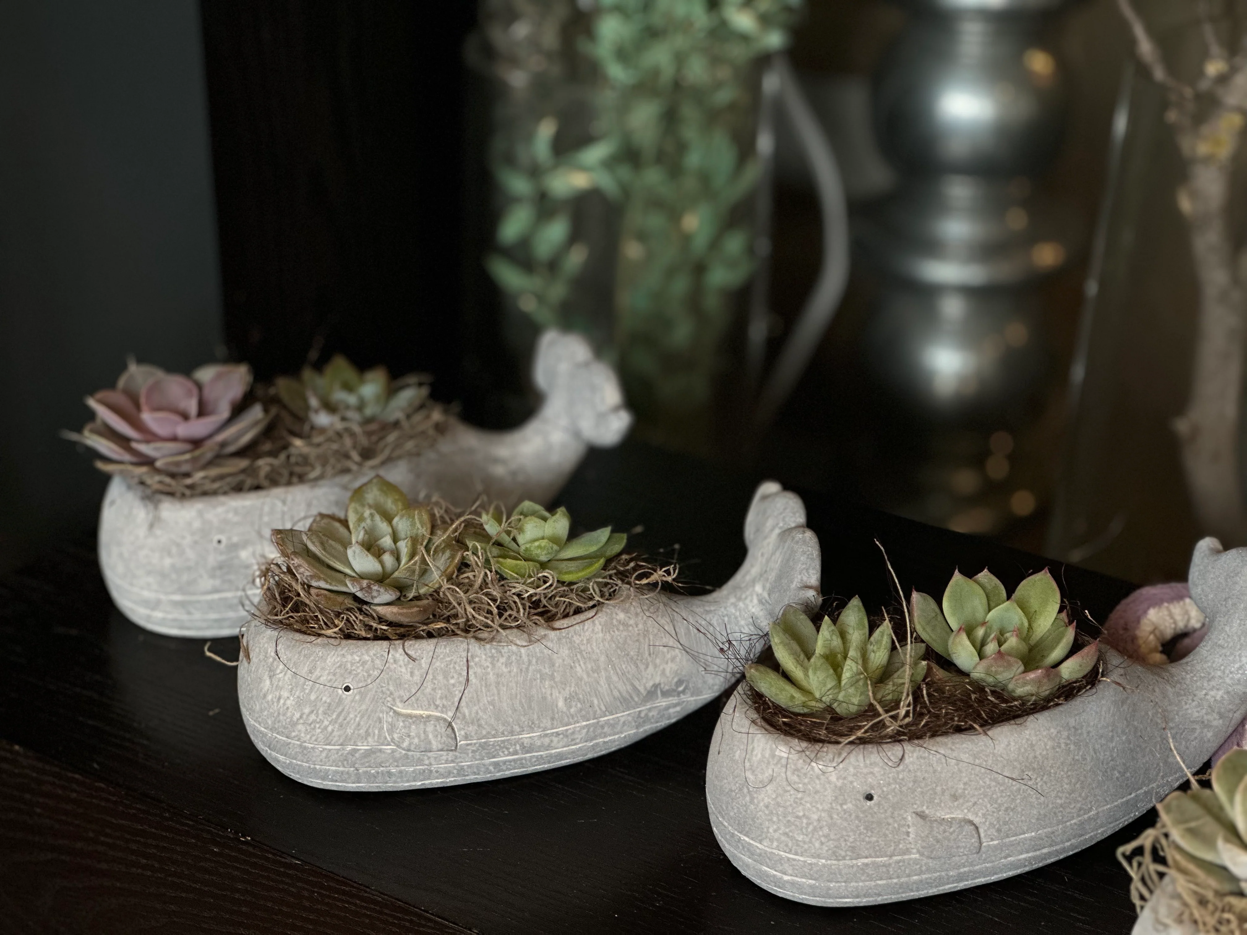 Succulents in a Whale - Image 3