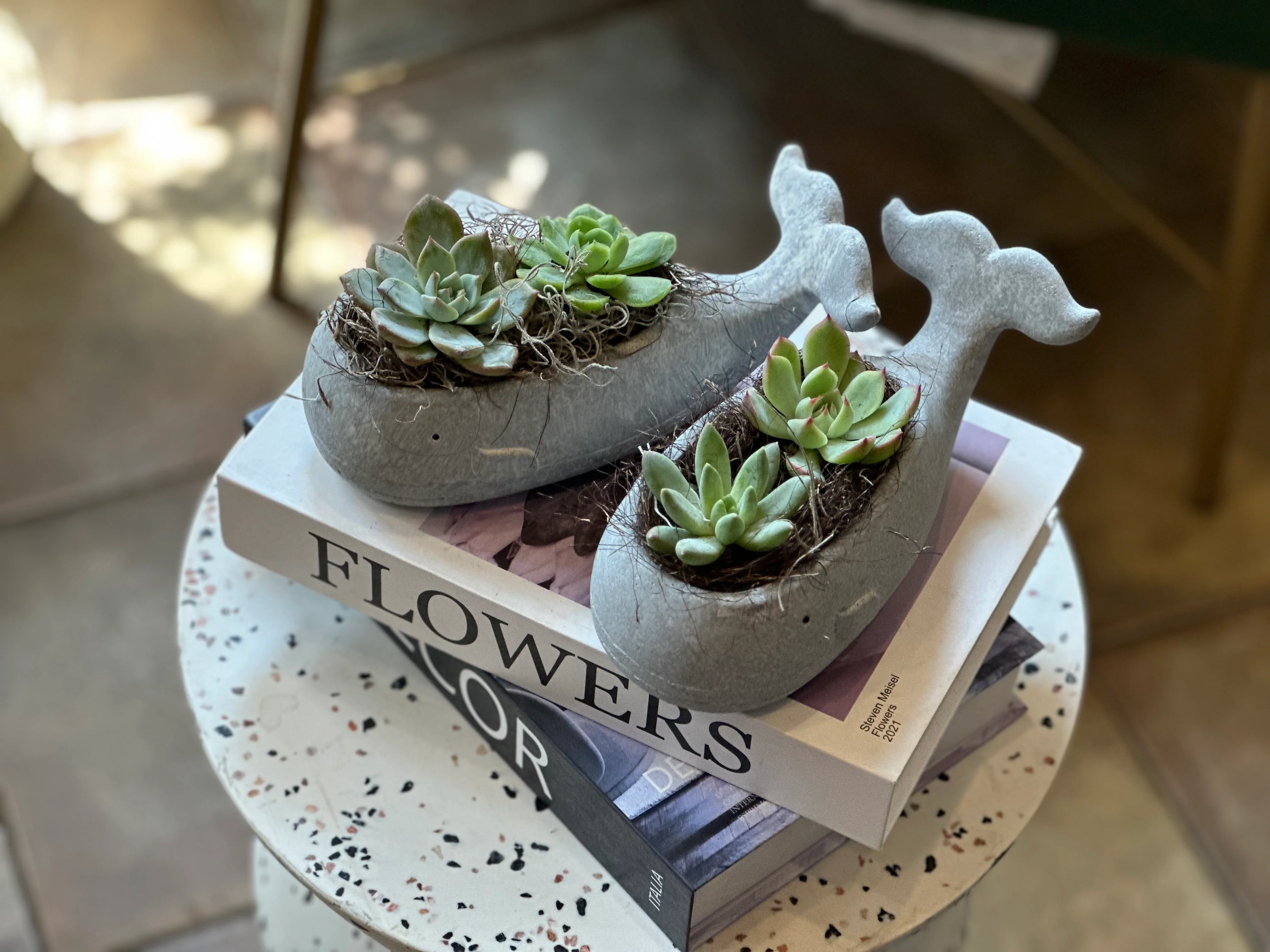 Succulents in a Whale - Image 4