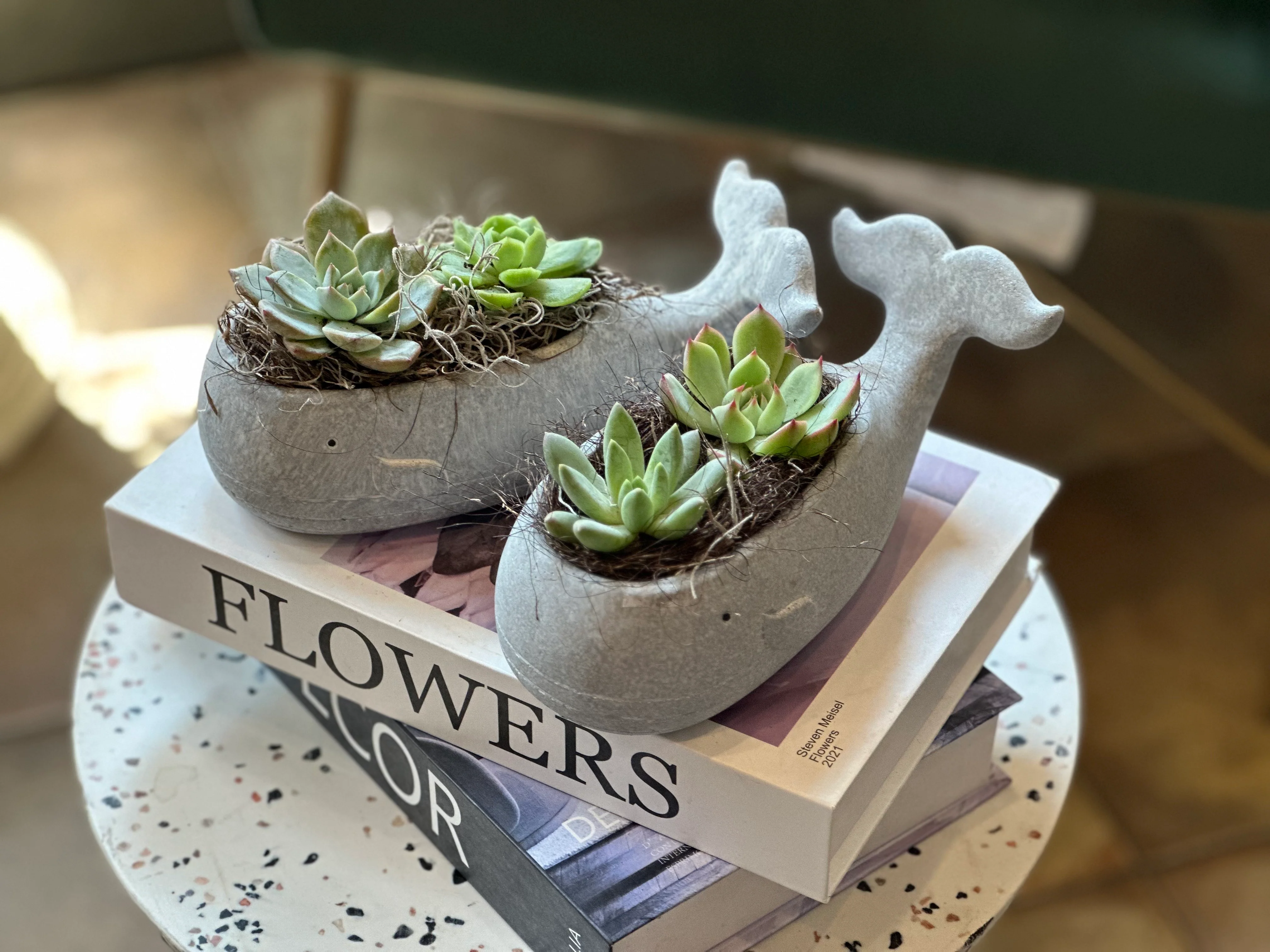 Succulents in a Whale - Image 5