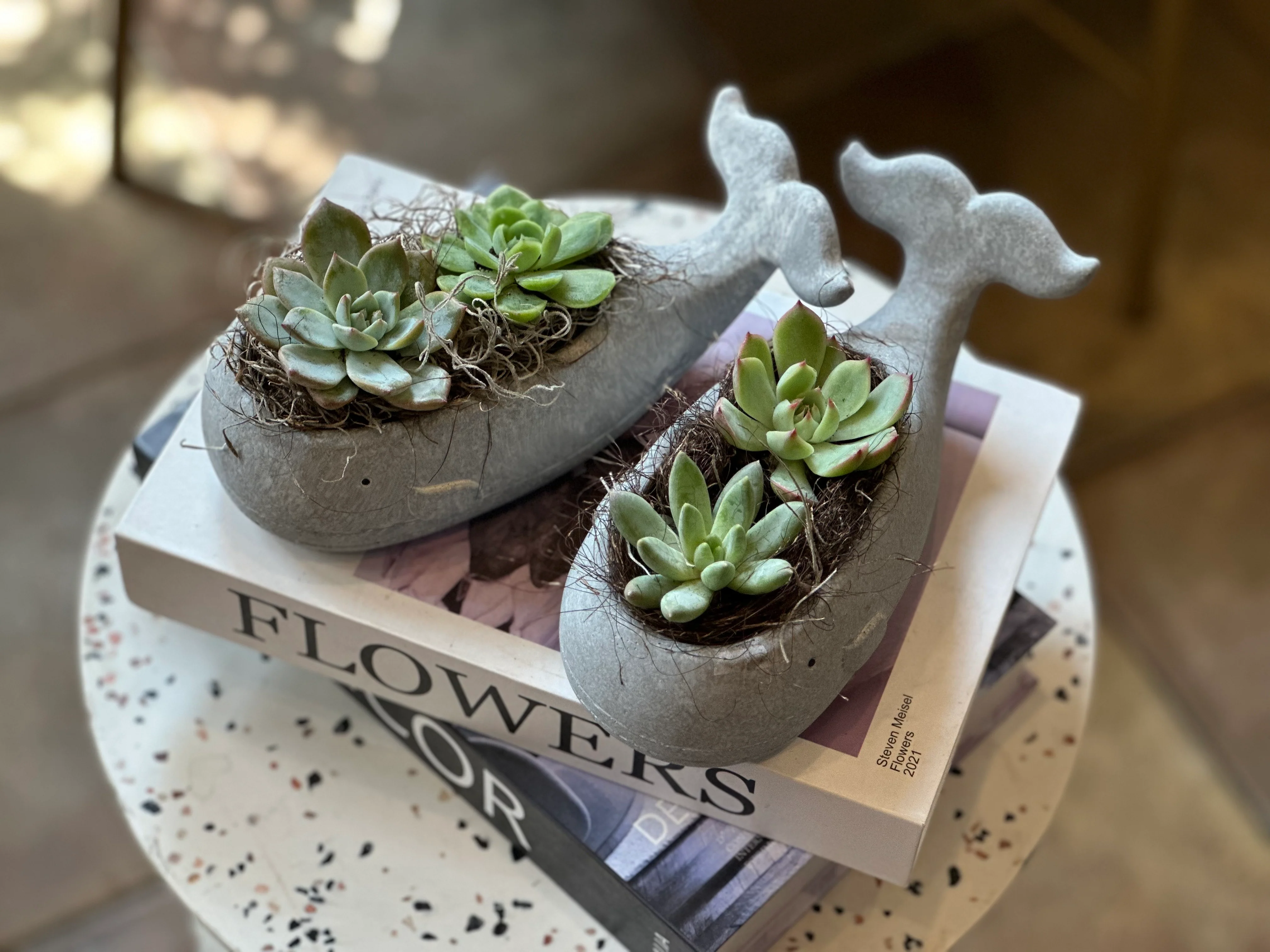 Succulents in a Whale - Image 6